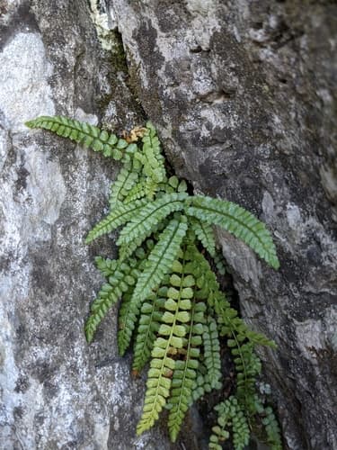 green spleenwort — photo 1