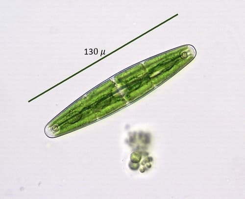 Closterium closterioides — photo 1