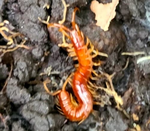 Eastern Red Centipede — photo 1