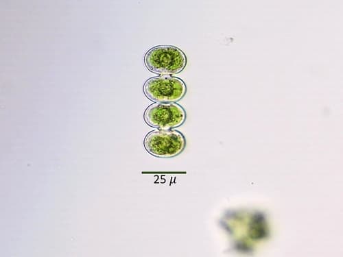 Cosmarium contractum — photo 1