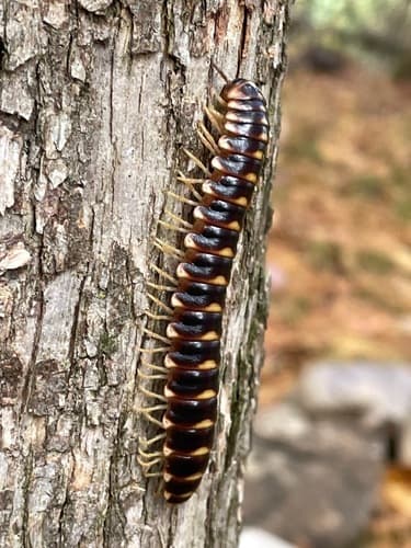 Rudiloria trimaculata — photo 1