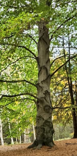 American beech — photo 1