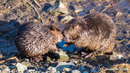 American Beaver — photo 1