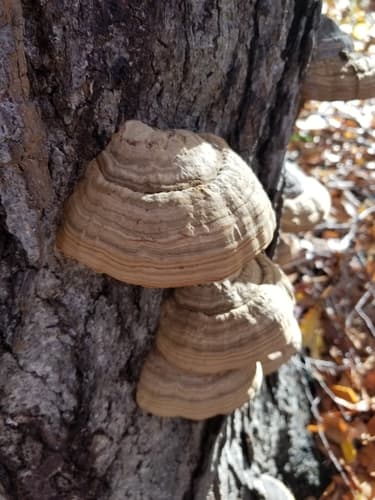 Tinder Polypore — photo 1