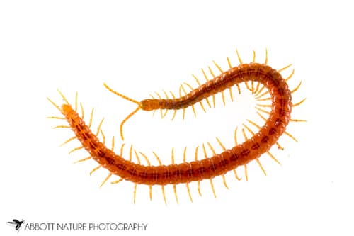 Strigamia branneri — photo 1