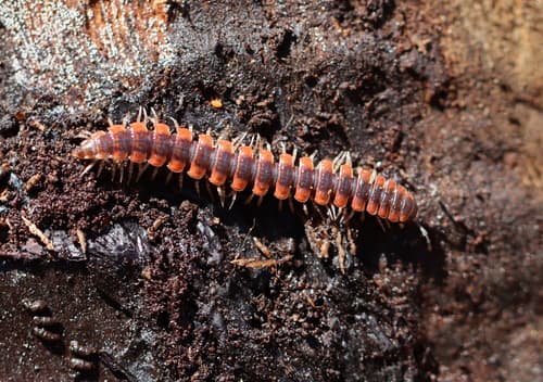 Canadian Flat-back Millipede — photo 1