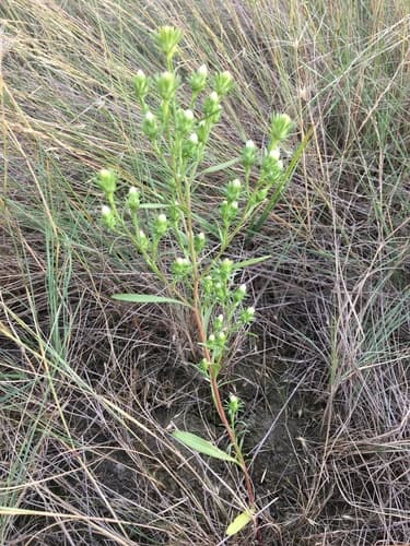 rayless annual aster — photo 1