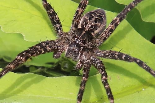 Striped Fishing Spider — photo 1