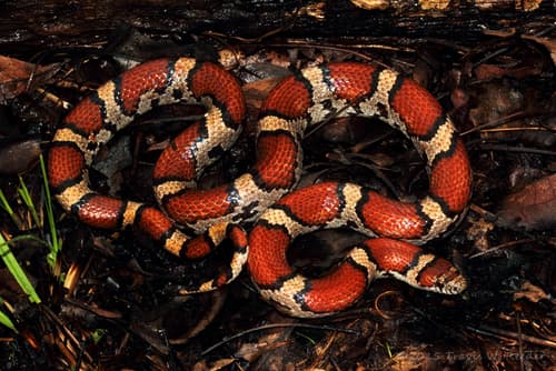 Eastern Milksnake — photo 1