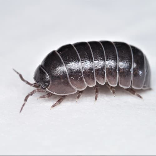 Common Pill Woodlouse — photo 1