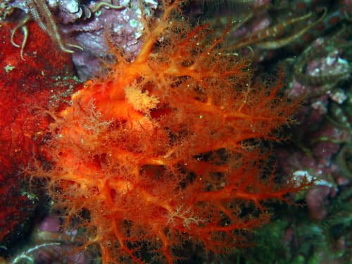 Scarlet Sea Cucumber — photo 1