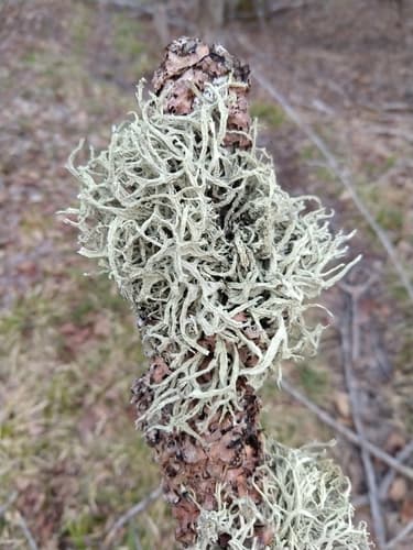 Boreal Oakmoss — photo 1