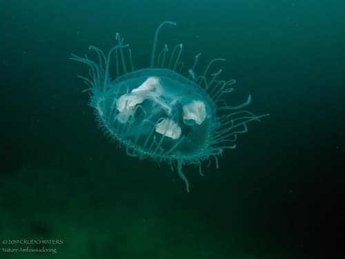 Common Freshwater Jellyfish — photo 1