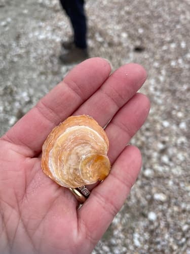 Common Jingle — photo 1