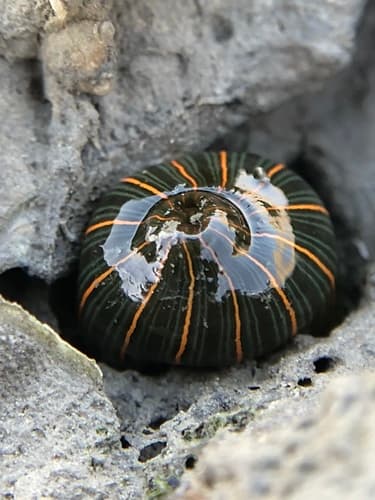 Striped Green Sea Anemone — photo 1