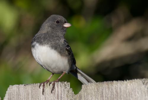 Dark-eyed Junco — photo 1