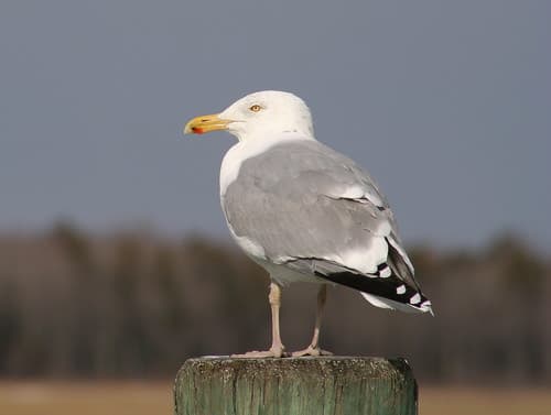 American Herring Gull — photo 1