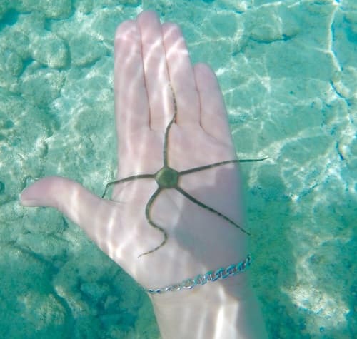 Green Serpent Star — photo 1