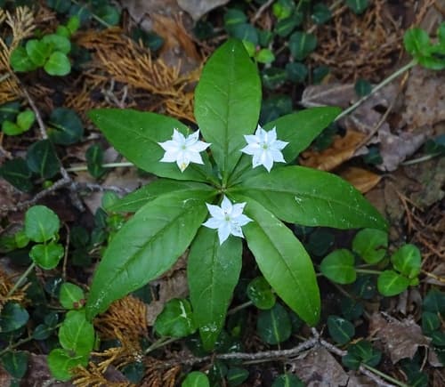 northern starflower — photo 1