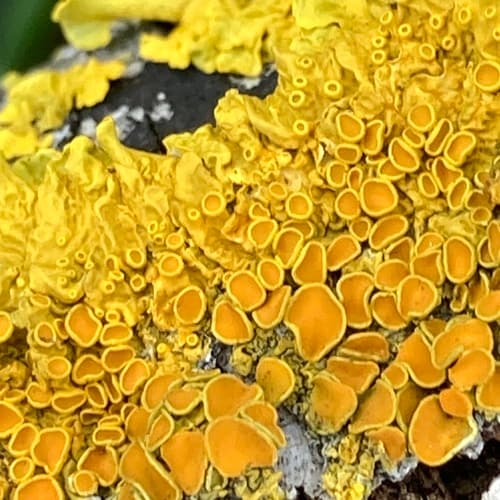 Common Sunburst Lichen — photo 1