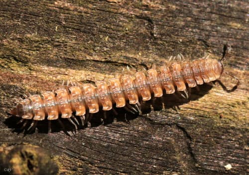 Common Flat-backed Millipede — photo 1