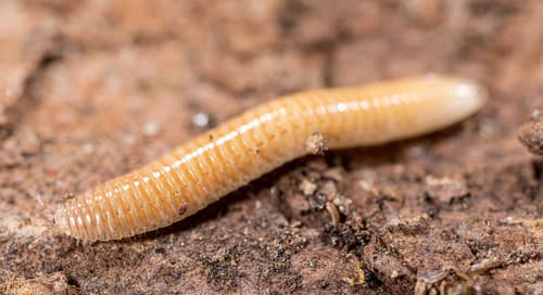 Slug Millipede — photo 1