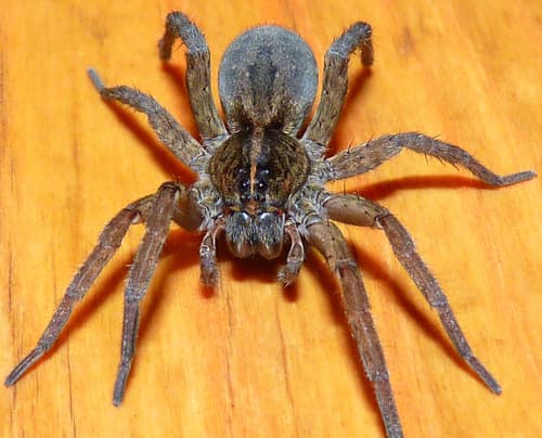 Wetland Giant Wolf Spider — photo 1