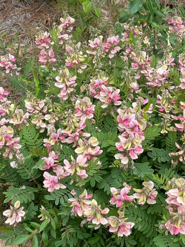 goat's rue — photo 1