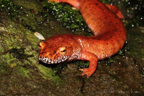 Spring Salamander — photo 1