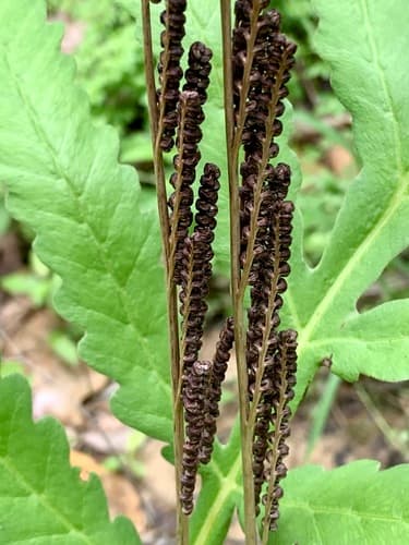 sensitive fern — photo 1
