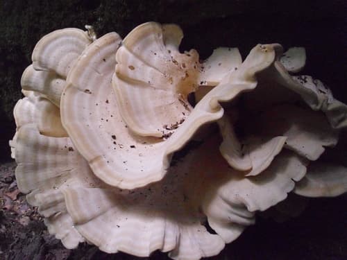 Berkeley's Polypore — photo 1