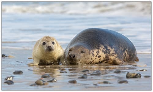 Grey Seal — photo 1