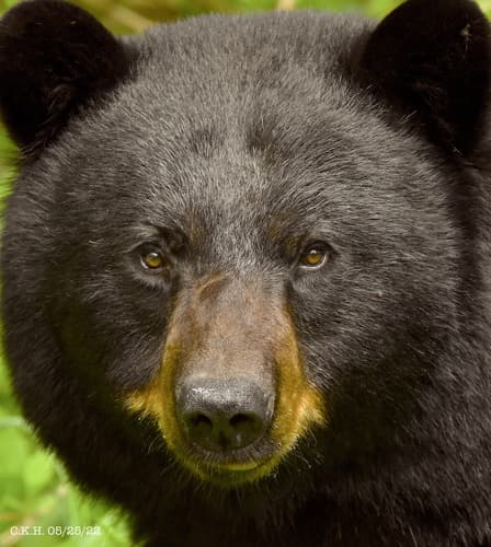 American Black Bear — photo 1