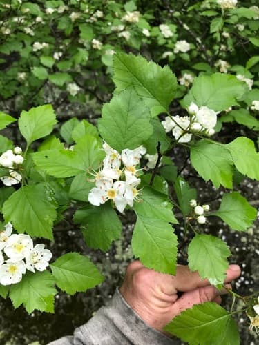 Biltmore Hawthorn — photo 1