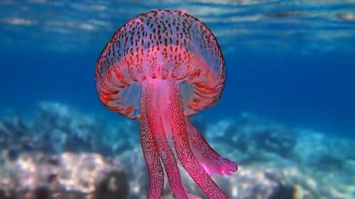 Mauve Stinger — photo 1