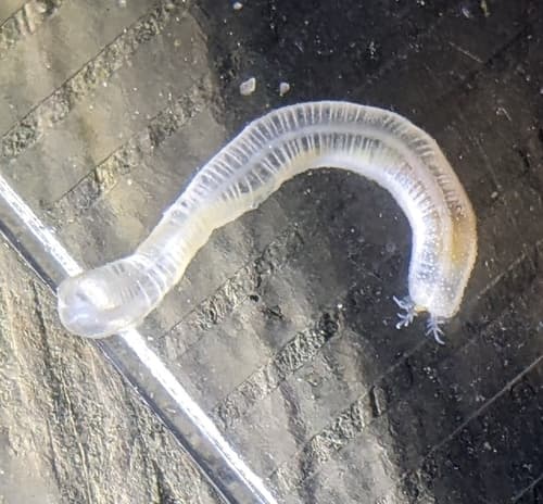 White Synapta — photo 1