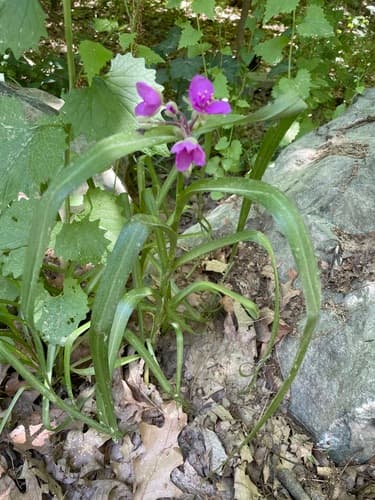 Longbract Spiderwort — photo 1