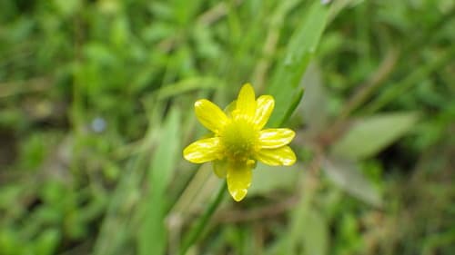 Water-plantain Spearwort — photo 1