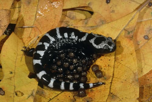 Marbled Salamander — photo 1