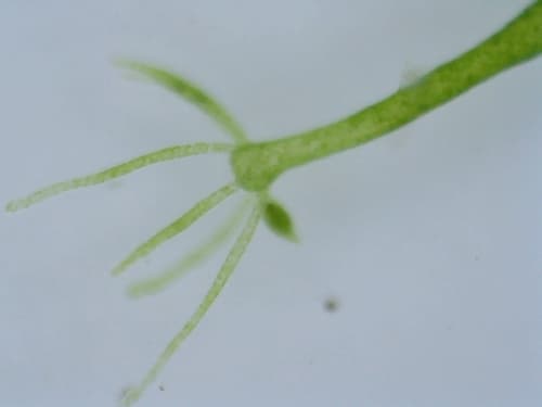 Green Hydra — photo 1