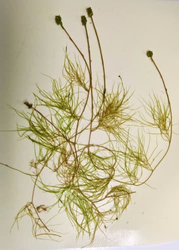 Algae-like Pondweed — photo 1