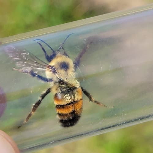 Two-spotted Bumble Bee — photo 1