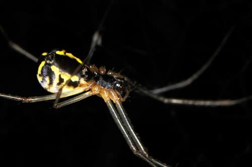 Filmy Dome Spider — photo 1