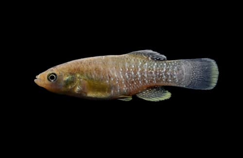 Mummichog — photo 1