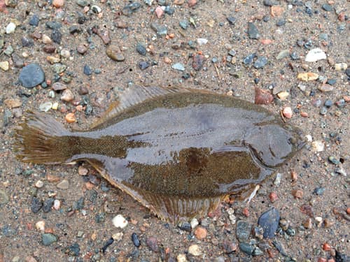 Winter Flounder — photo 1