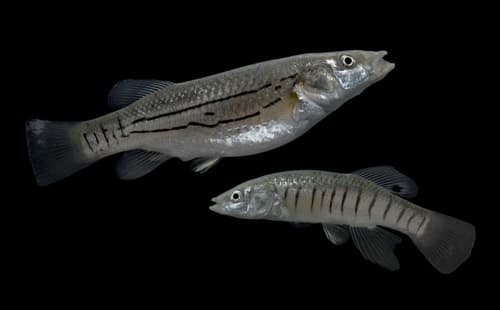 Striped Killifish — photo 1