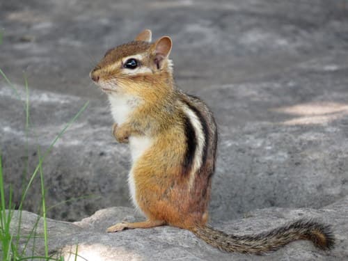 Eastern Chipmunk — photo 1