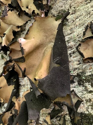 Smooth Rock Tripe — photo 1