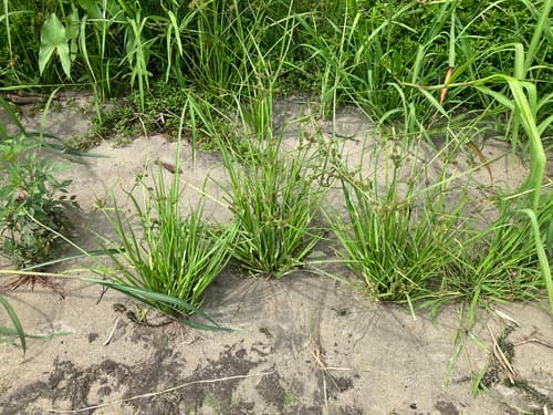 Variable Flatsedge — photo 1