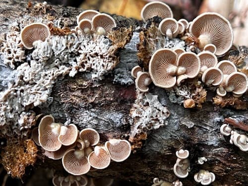 Luminescent Panellus — photo 1